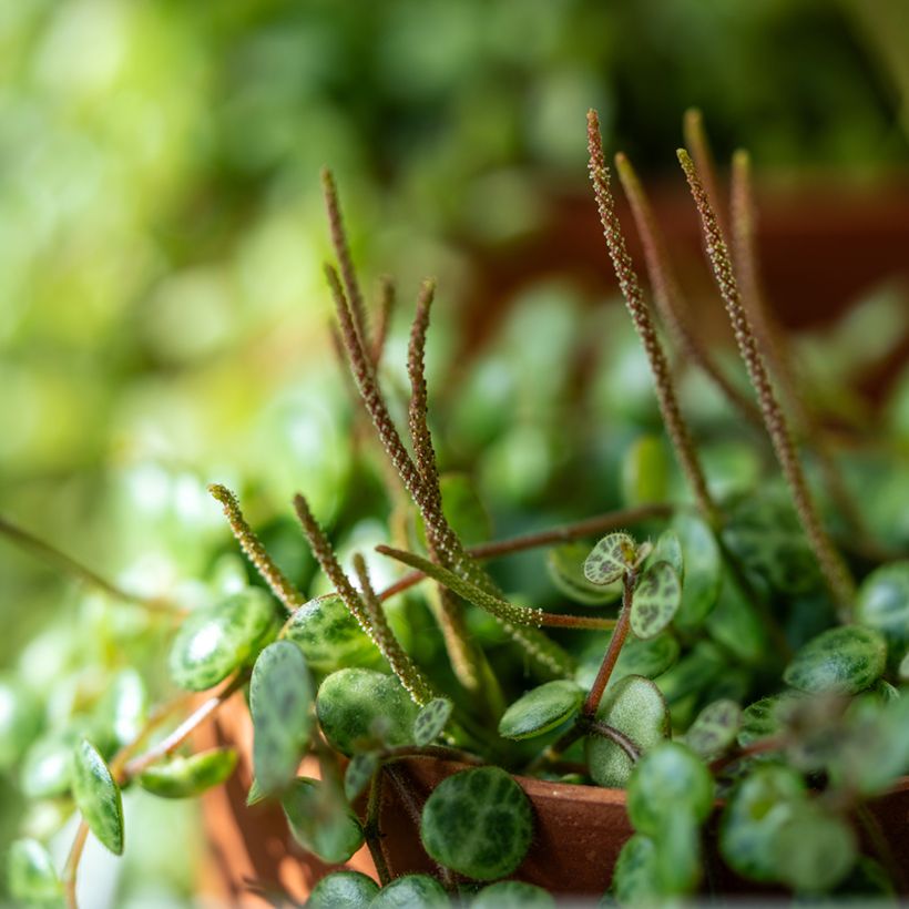 Peperomia prostrata (Floración)