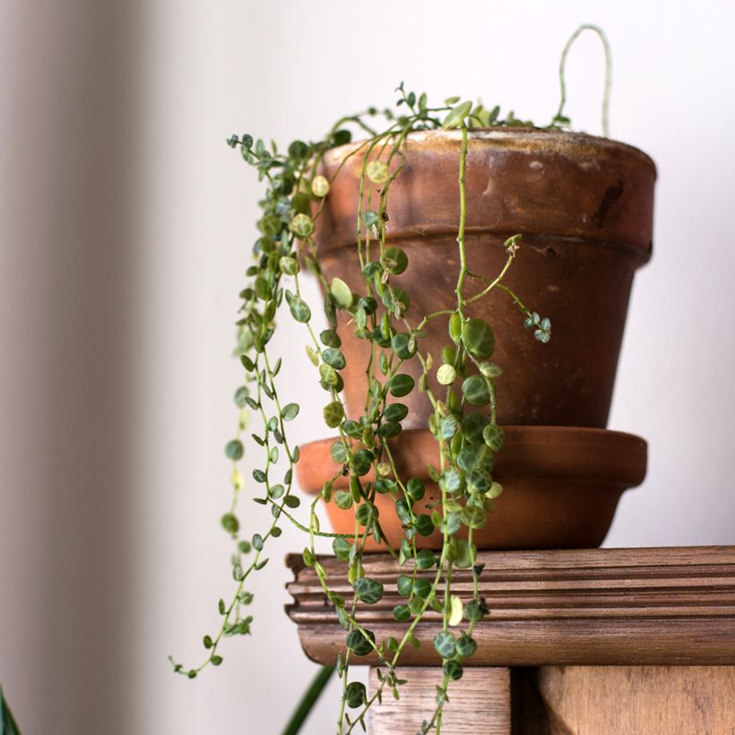 Peperomia prostrata (Porte)