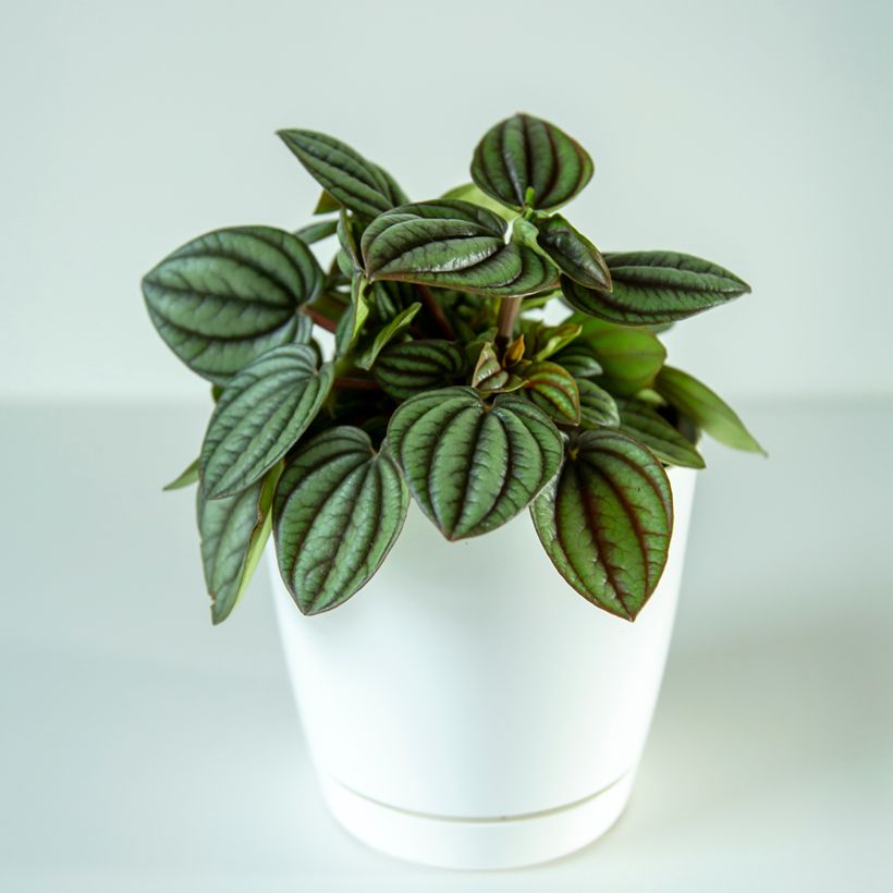 Peperomia albovittata Piccolo Banda (Porte)