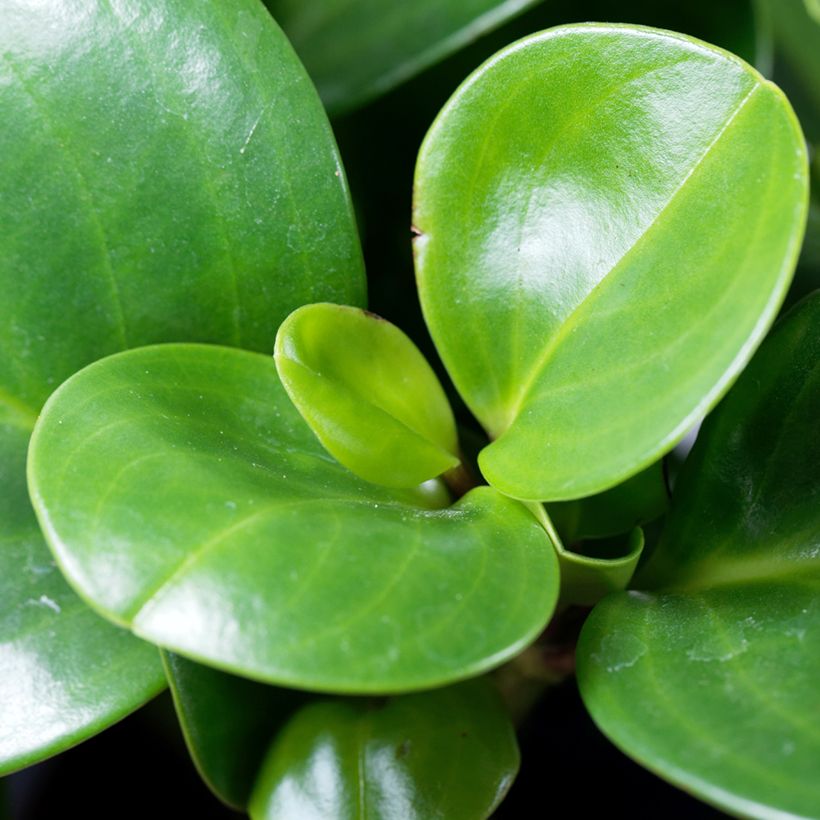 Peperomia obtusifolia Green (Follaje)