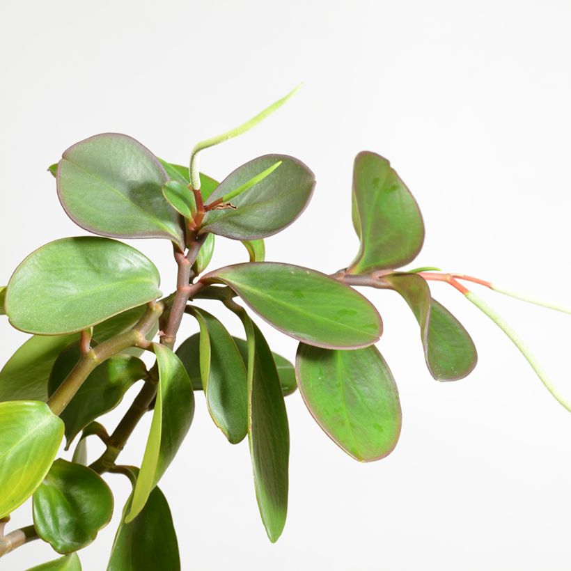 Peperomia obtusifolia Green (Floración)