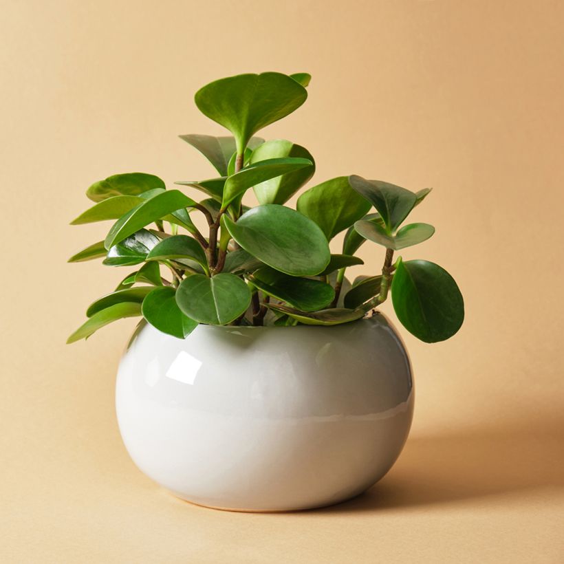 Peperomia obtusifolia Green (Porte)