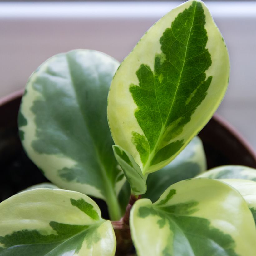 Peperomia obtusifolia USA (Follaje)