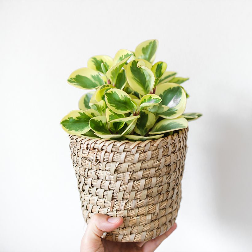 Peperomia obtusifolia USA (Porte)