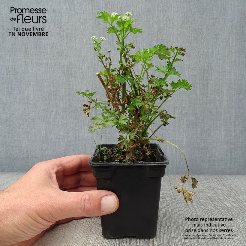 Ejemplar de Apio de hoja Per-Cel Maceta de 7/8 cm entregado en otoño