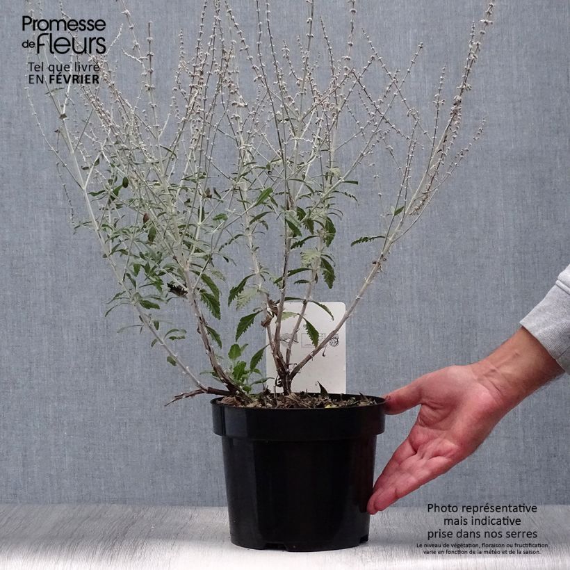 Ejemplar de Salvia rusa Silvery Blue - Perovskia atriplicifolia Maceta 3L/4L entregado en otoño