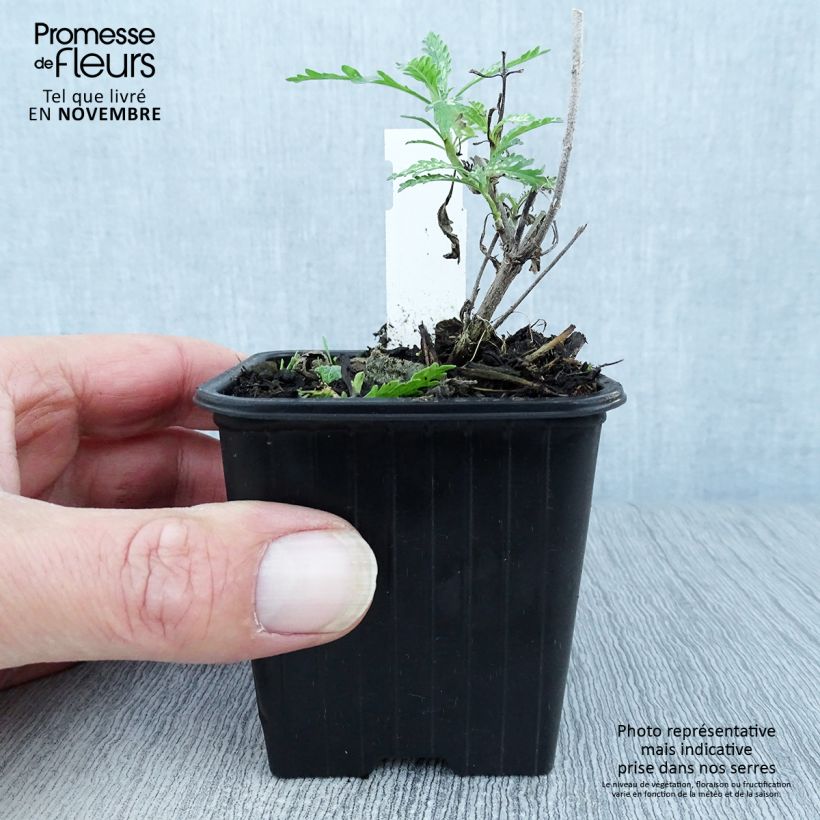 Ejemplar de Salvia rusa Blue Spire - Perovskia atriplicifolia Maceta de 8/9 cm entregado en otoño