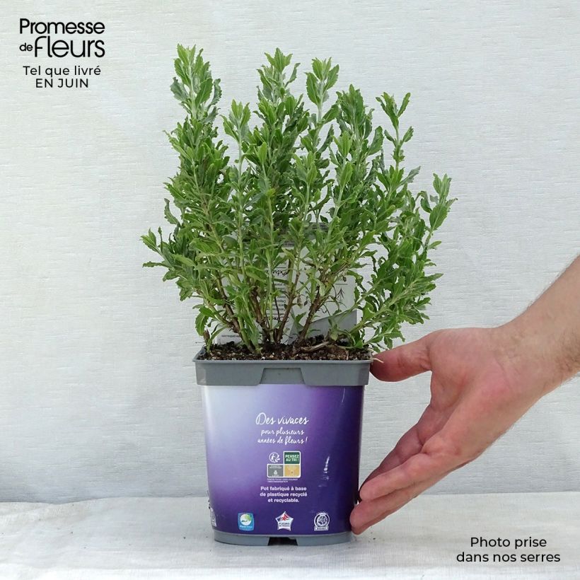 Ejemplar de Salvia rusa Blue Steel - Perovskia atriplicifolia Maceta 2L/3LAltura de entrega aprox. 5cm entregado en verano