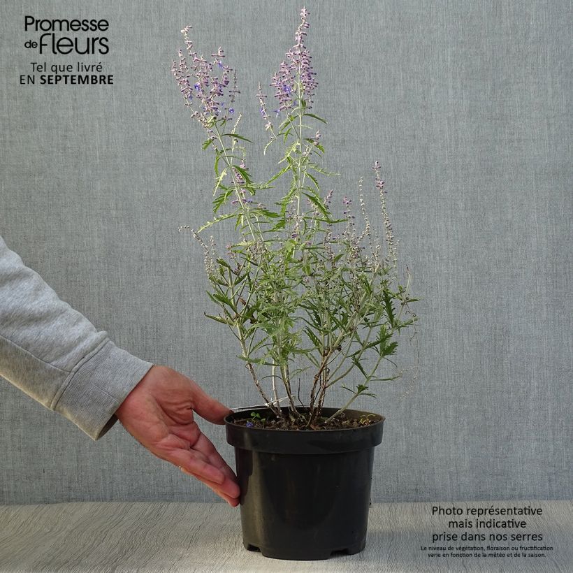 Ejemplar de Salvia rusa Lacey Blue - Perovskia atriplicifolia Maceta 2L/3L entregado en otoño