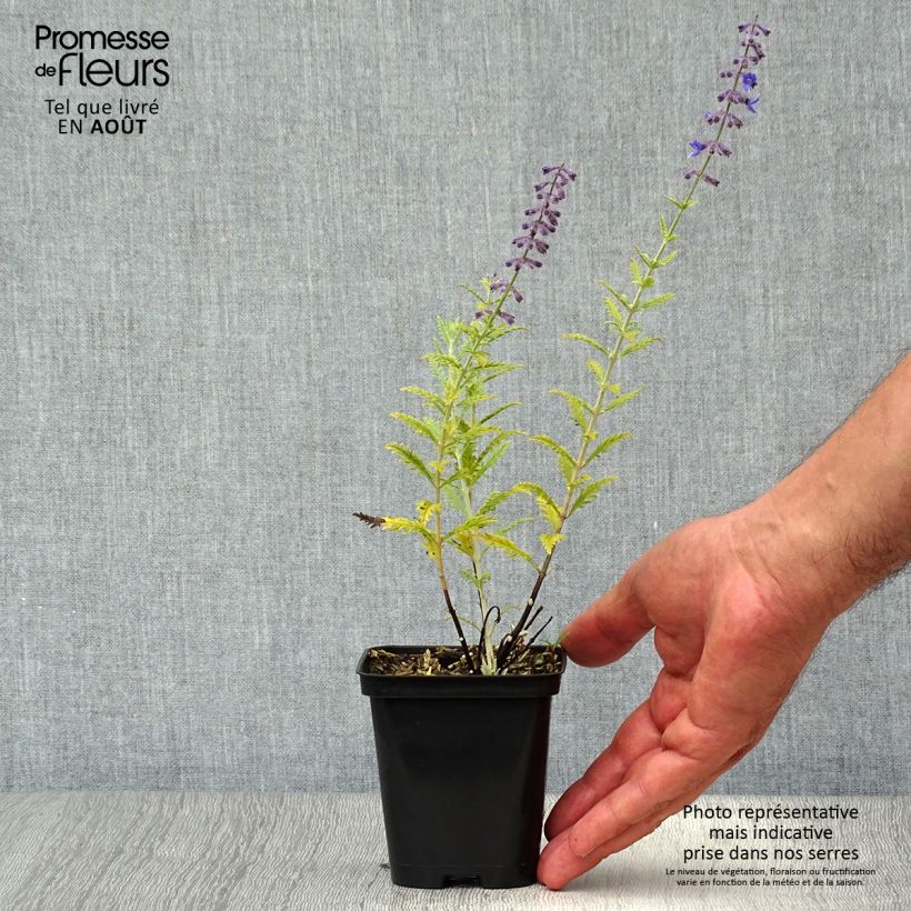 Ejemplar de Salvia rusa Little Spire - Perovskia atriplicifolia Maceta de 8/9 cm entregado en verano
