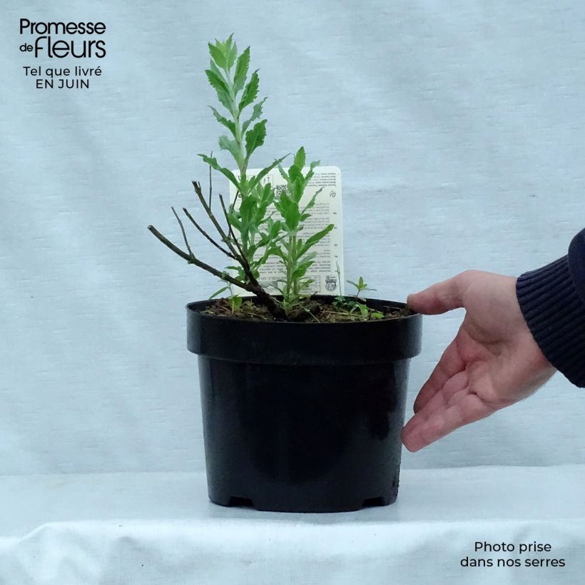 Ejemplar de Salvia rusa Little Spire - Perovskia atriplicifolia Maceta 2L/3L entregado en verano