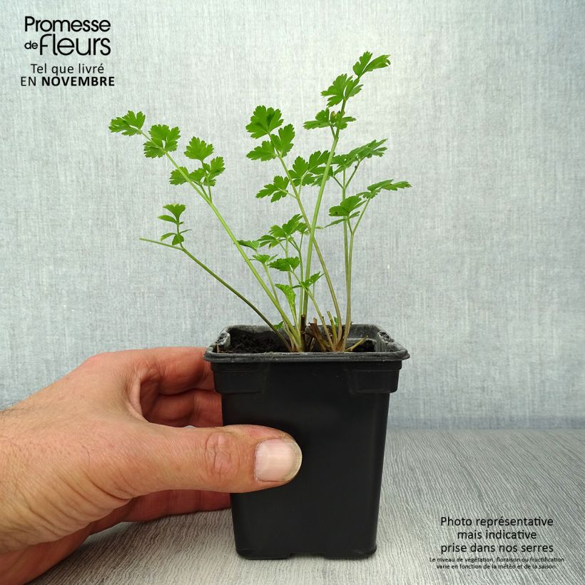 Ejemplar de Perejil Géant d'Italie BIO Maceta de 8/9 cm entregado en otoño