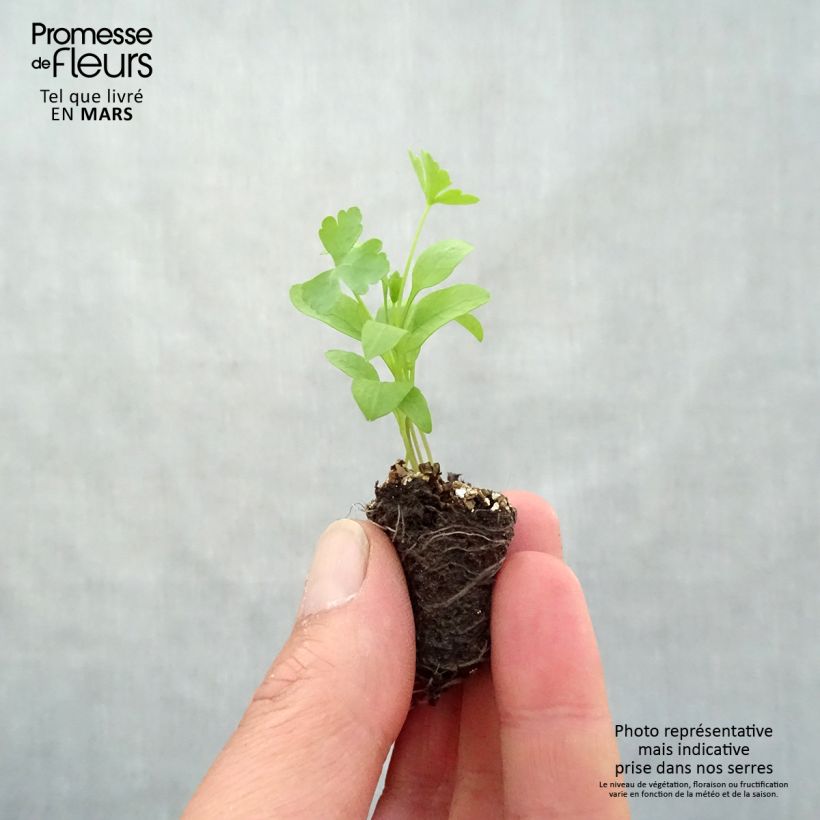 Perejil géant d'Italie (plantas) minicepellón: Ø 3/4 cm Ejemplar entregado en la primavera