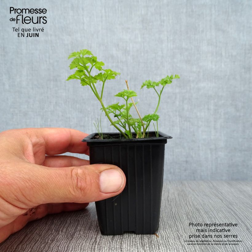 Ejemplar de Perejil Frisé vert foncé Bio Maceta de 8/9 cm entregado en verano