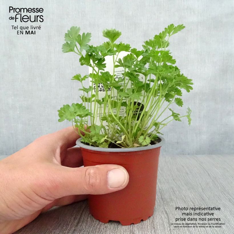 Perejil Frisé vert foncé Bio (plantas) Maceta de 10 cm/11 cm Ejemplar entregado en la primavera
