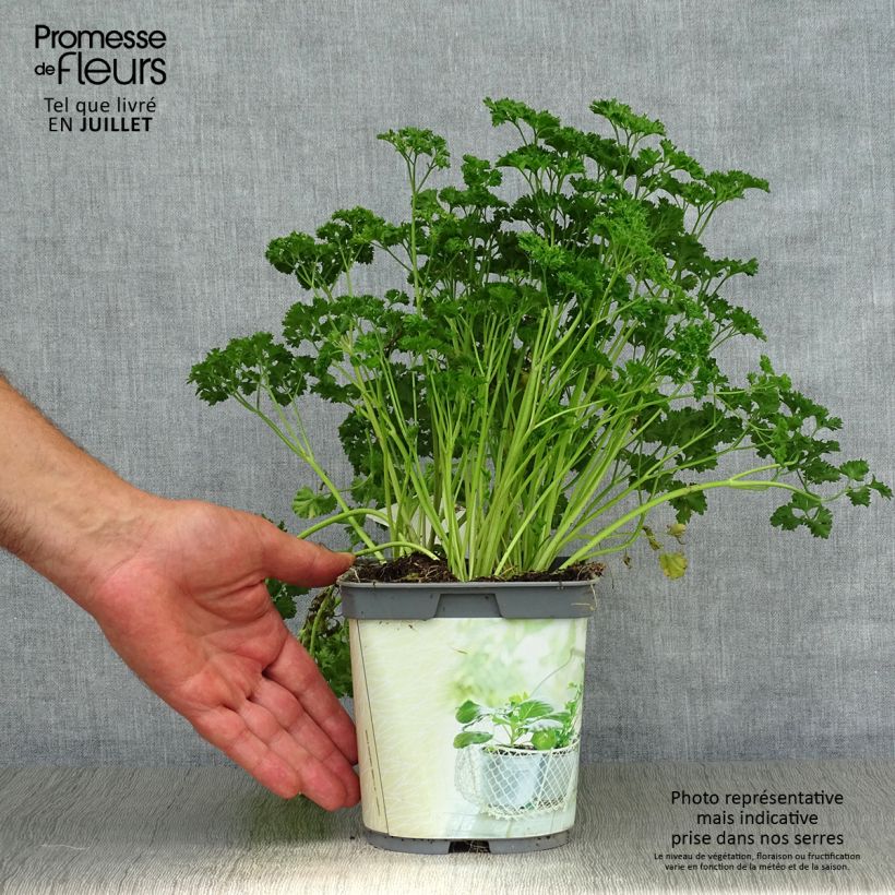 Ejemplar de Perejil Frisé vert foncé Bio (plantas) Maceta 2L/3L entregado en verano