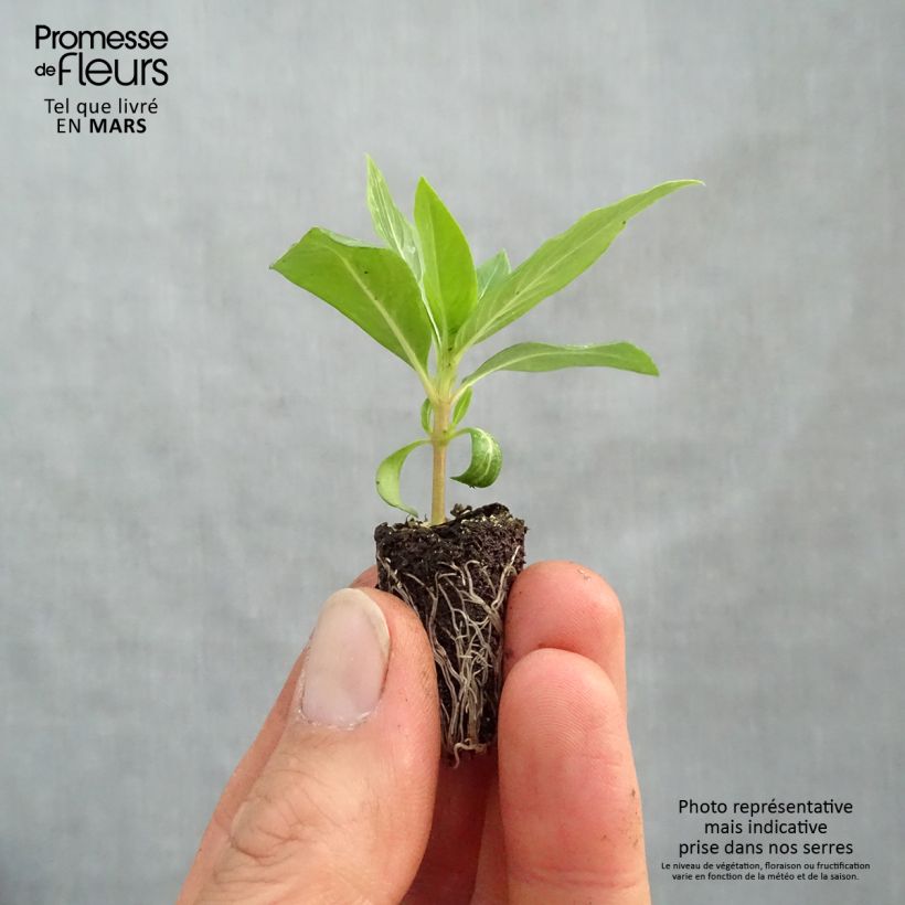 Catharanthus roseus Titan F1 Apricot - Vinca minicepellón: Ø 1,5/2,5 cm Ejemplar entregado en la primavera