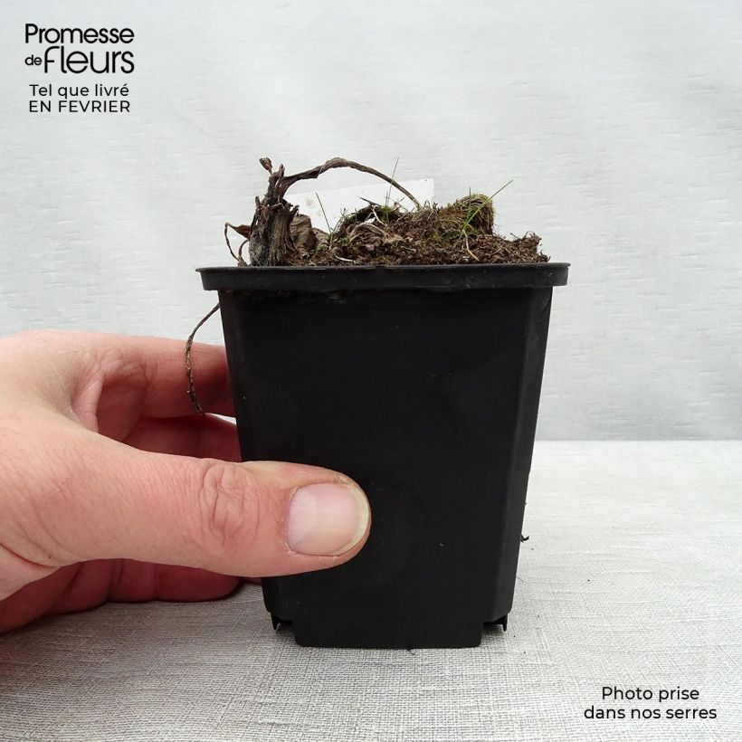 Petasites albus - Butterbur blanco Maceta de 8/9 cm Ejemplar entregado en invierno