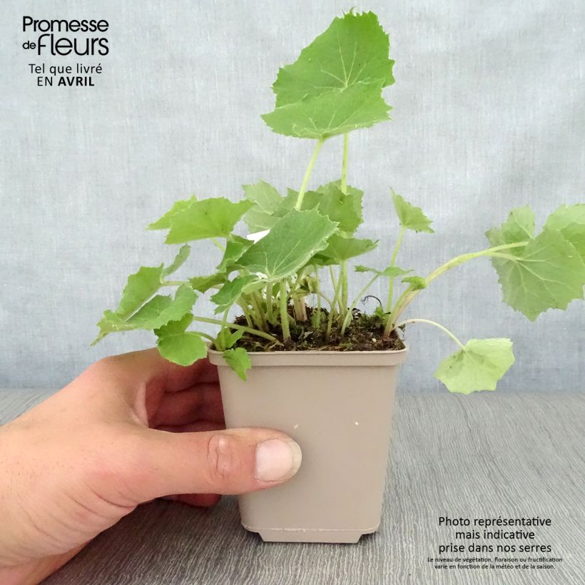 Petasites albus - Butterbur blanco Maceta de 8/9 cm Ejemplar entregado en la primavera