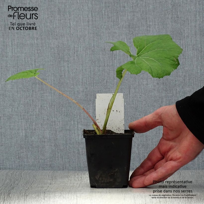 Ejemplar de Petasites hybridus Maceta de 8/9 cm entregado en otoño