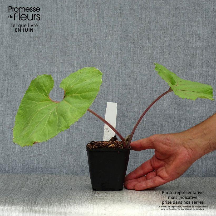 Ejemplar de Petasites japonicus Giganteus - Fuki Maceta de 8/9 cm entregado en verano