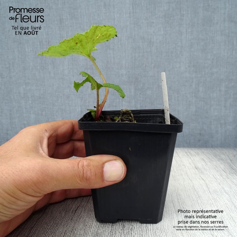 Ejemplar de Petasites japonicus variegatus - Fuki Maceta de 8/9 cm entregado en verano