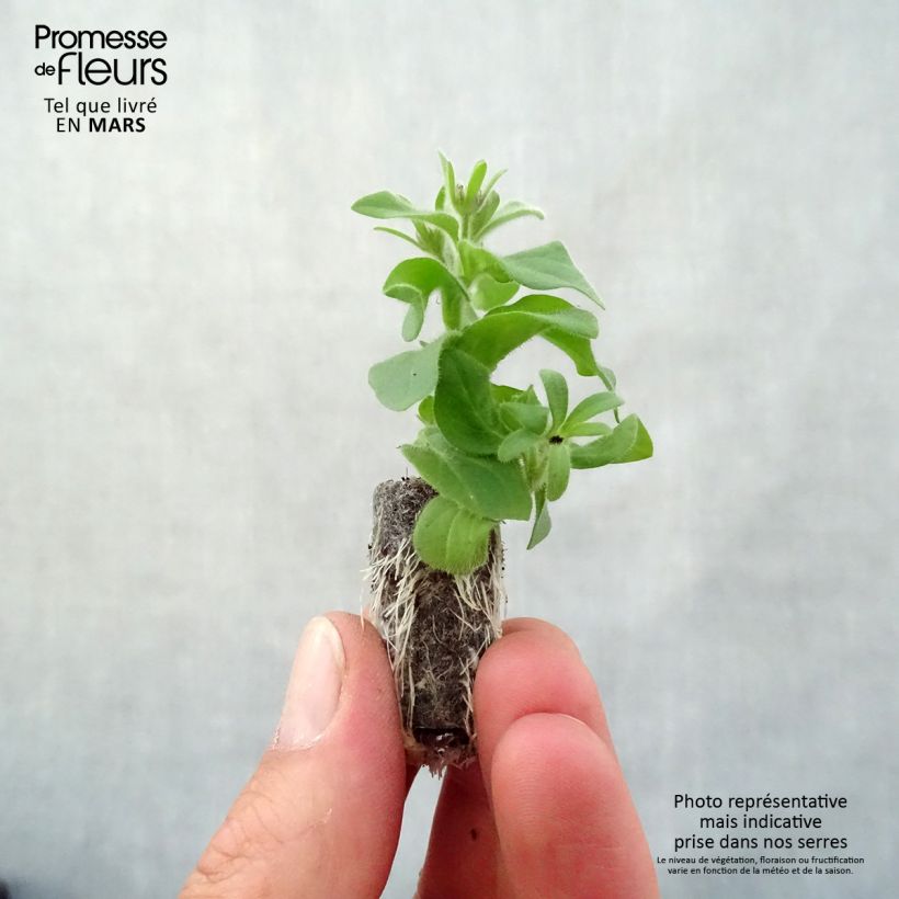 Petunia Amarena Twist minicepellón: Ø 3/4 cm Ejemplar entregado en la primavera