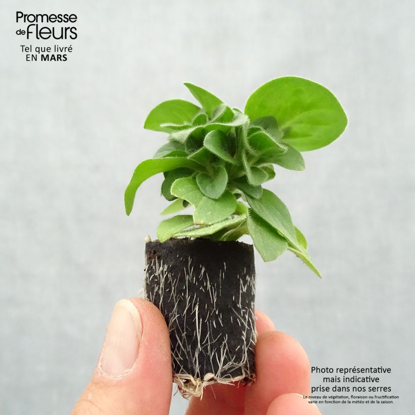 Petunia Amore Queen of Hearts minicepellón: Ø 3/4 cm Ejemplar entregado en la primavera