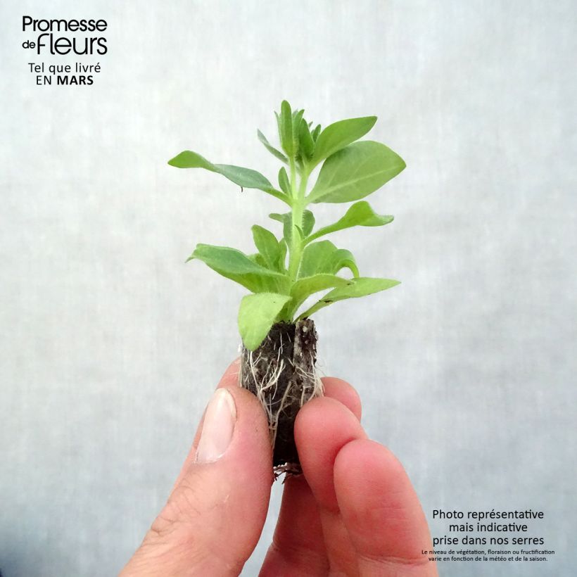 Petchoa hybrida BeautiCal Bordeaux minicepellón: Ø 3/4 cm Ejemplar entregado en la primavera
