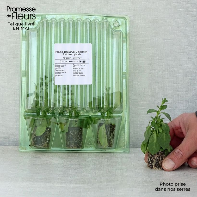 Petchoa hybrida BeautiCal Cinnamon minicepellón: Ø 3/4 cm Ejemplar entregado en la primavera