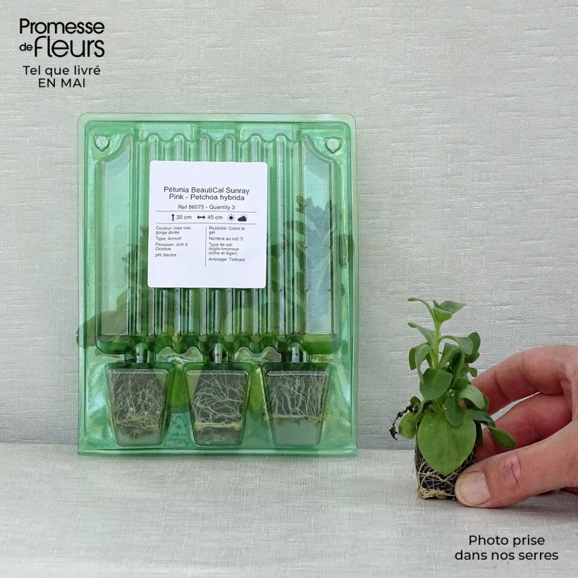Petchoa hybrida BeautiCal Sunray Pink minicepellón: Ø 3/4 cm Ejemplar entregado en la primavera