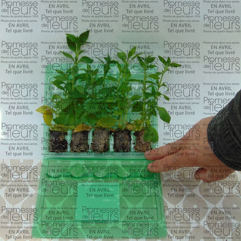Ejemplo de ejemplar de Petunia Bluberry Star minicepellón: Ø 3/4 cm tal y como se entrega