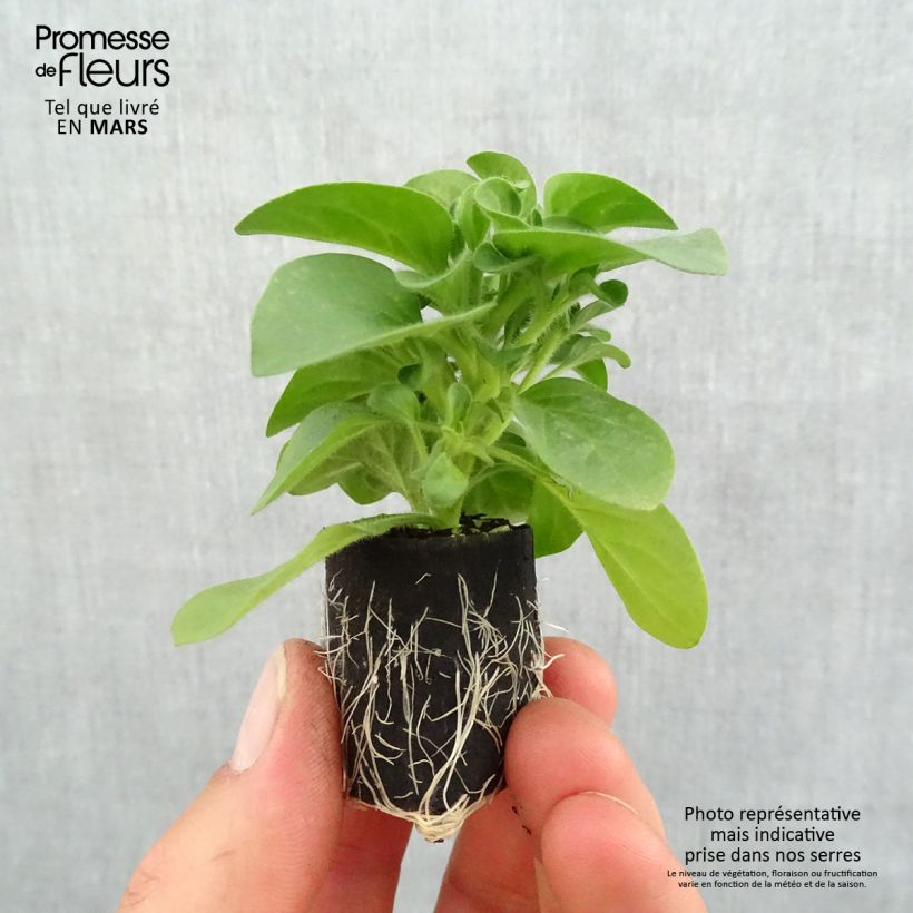 Petunia Bicolor Cabernet minicepellón: Ø 3/4 cm Ejemplar entregado en la primavera