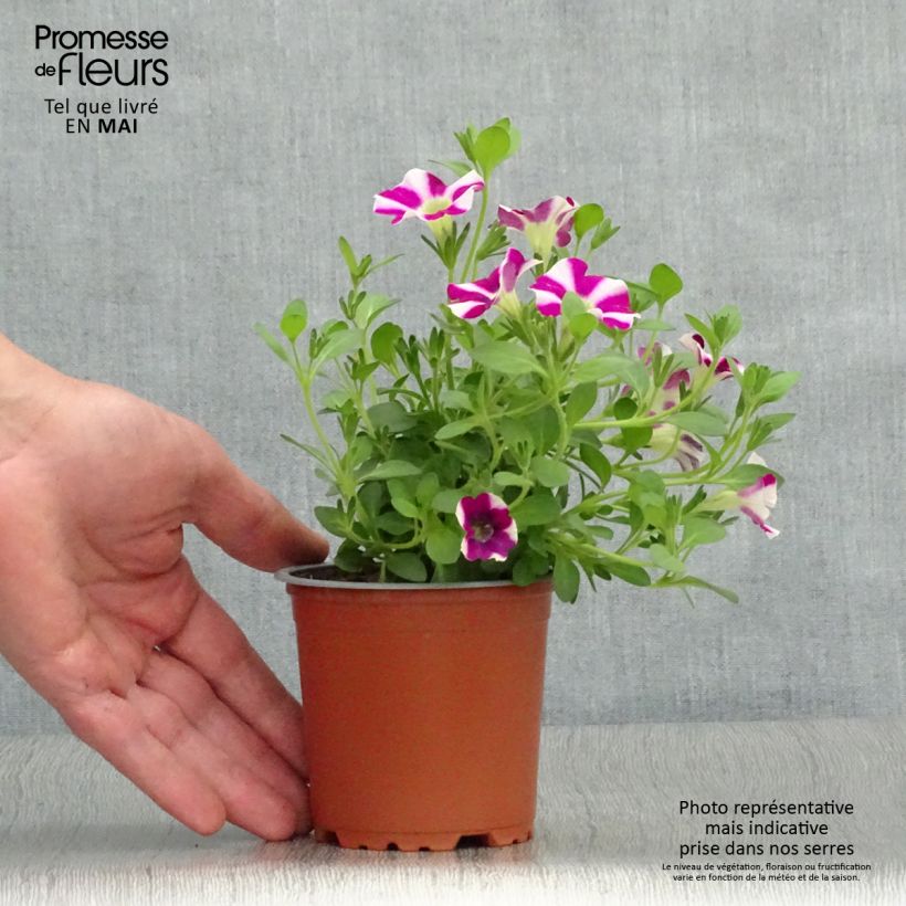 Petunia Bicolor Cabernet Maceta de 10 cm/11 cm Ejemplar entregado en la primavera