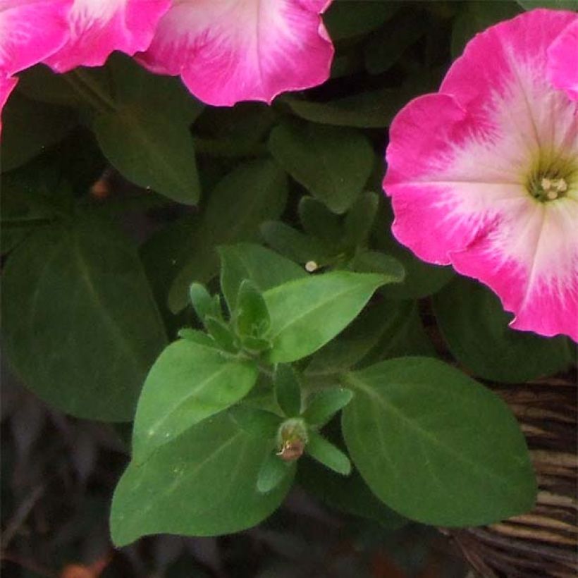 Petunia Corona Rose Rim (Follaje)