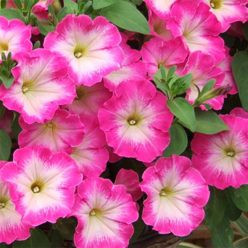 Petunia Corona Rose Rim (Floración)