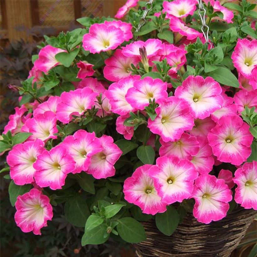 Petunia Corona Rose Rim (Porte)