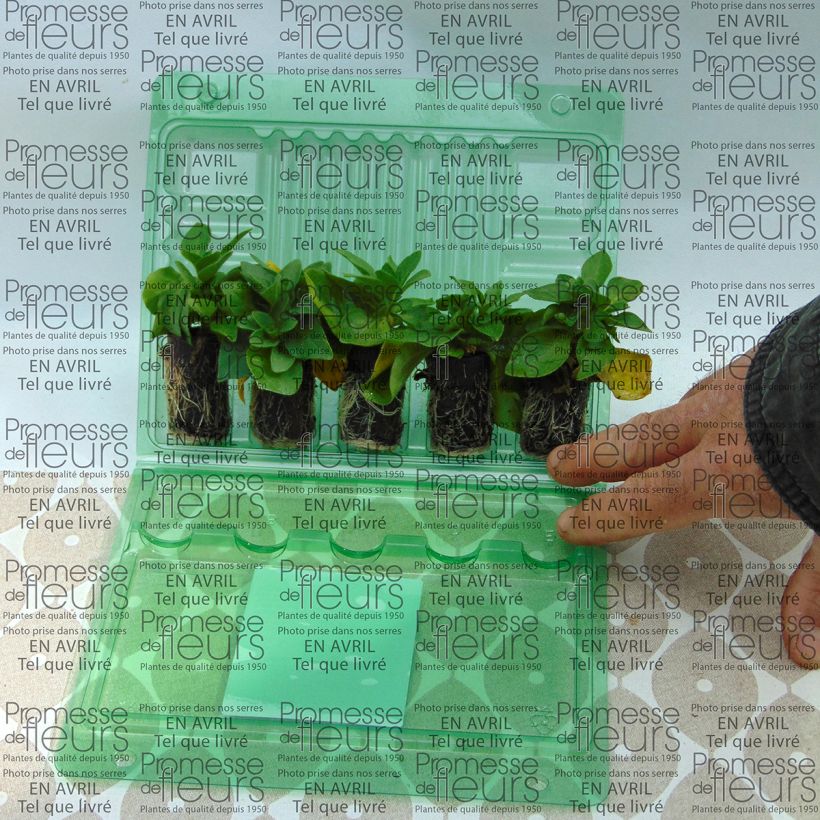 Ejemplo de ejemplar de Petunia Corona Rose Rim minicepellón: Ø 3/4 cm tal y como se entrega