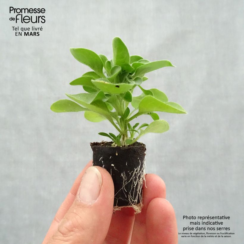 Petunia Designer Cappuccino minicepellón: Ø 3/4 cm Ejemplar entregado en la primavera