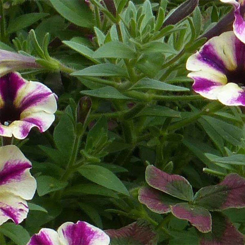 Petunia Dreamstar (Follaje)