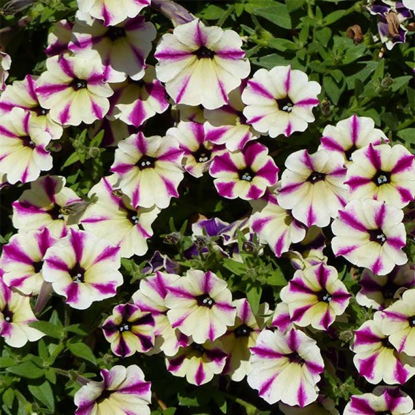 Petunia Dreamstar (Floración)