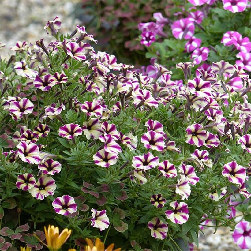Petunia Dreamstar (Porte)