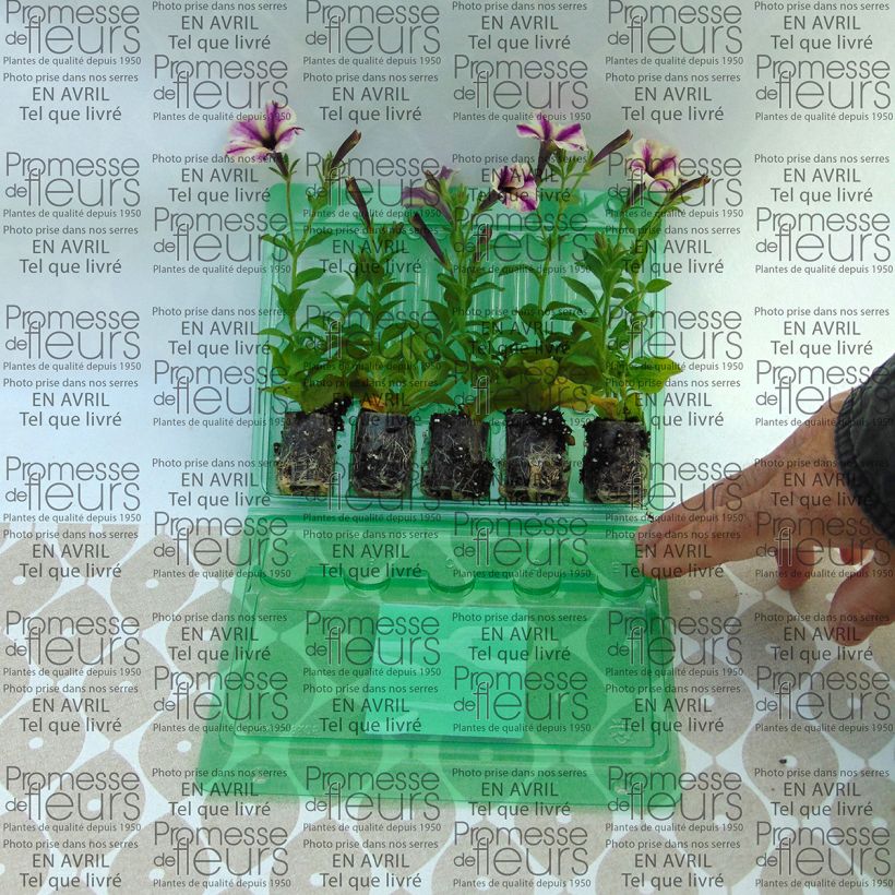 Ejemplo de ejemplar de Petunia Dreamstar minicepellón: Ø 3/4 cm tal y como se entrega