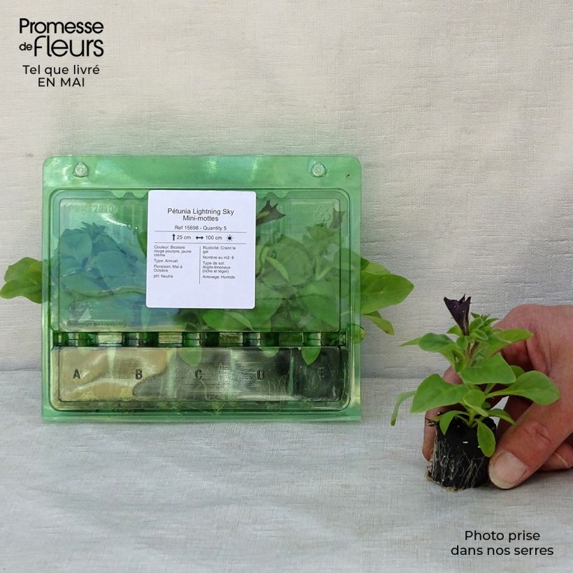 Petunia Lightning Sky minicepellón: Ø 3/4 cm Ejemplar entregado en la primavera