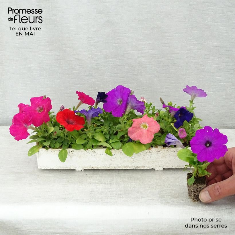 Petunia Mambo Mix Bandeja de semillero: cepellón 3,8 cm x 3,2 cm en bandeja de cultivo por 16 Ejemplar entregado en la primavera