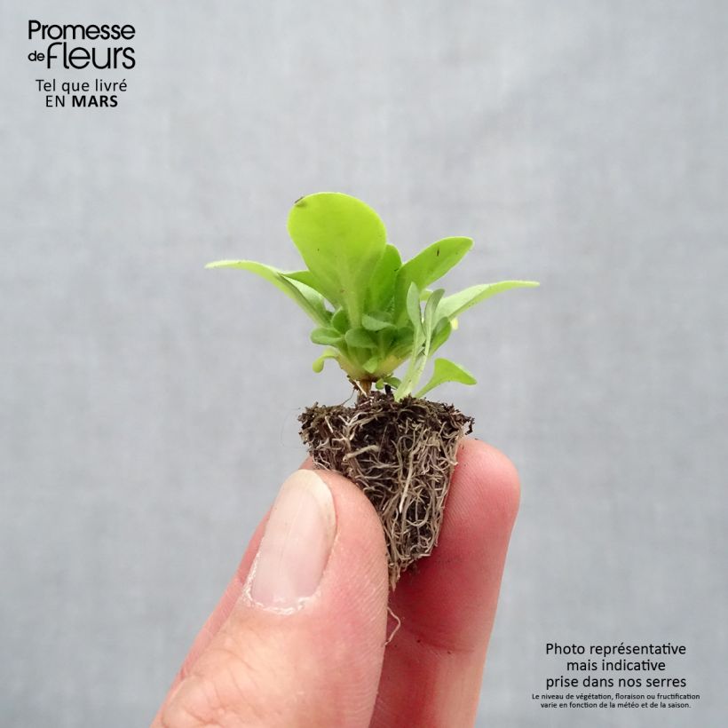 Petunia Mambo Mix minicepellón: de 2,2 cm x 2 cm en bandeja de cultivo por 35 Ejemplar entregado en la primavera