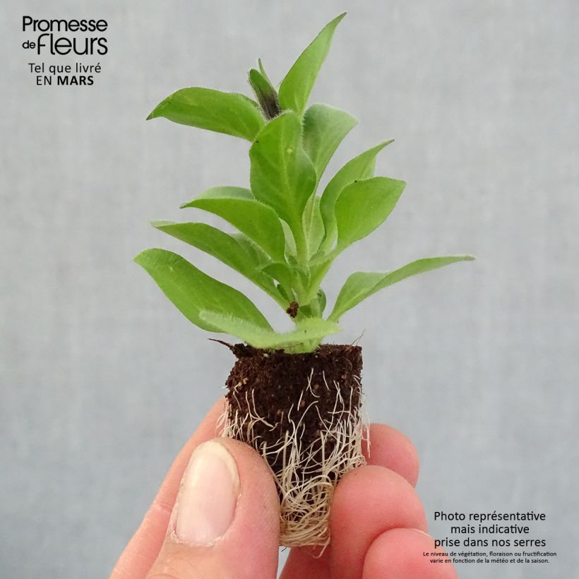 Petunia Merlot minicepellón: Ø 1,5/2,5 cm Ejemplar entregado en la primavera
