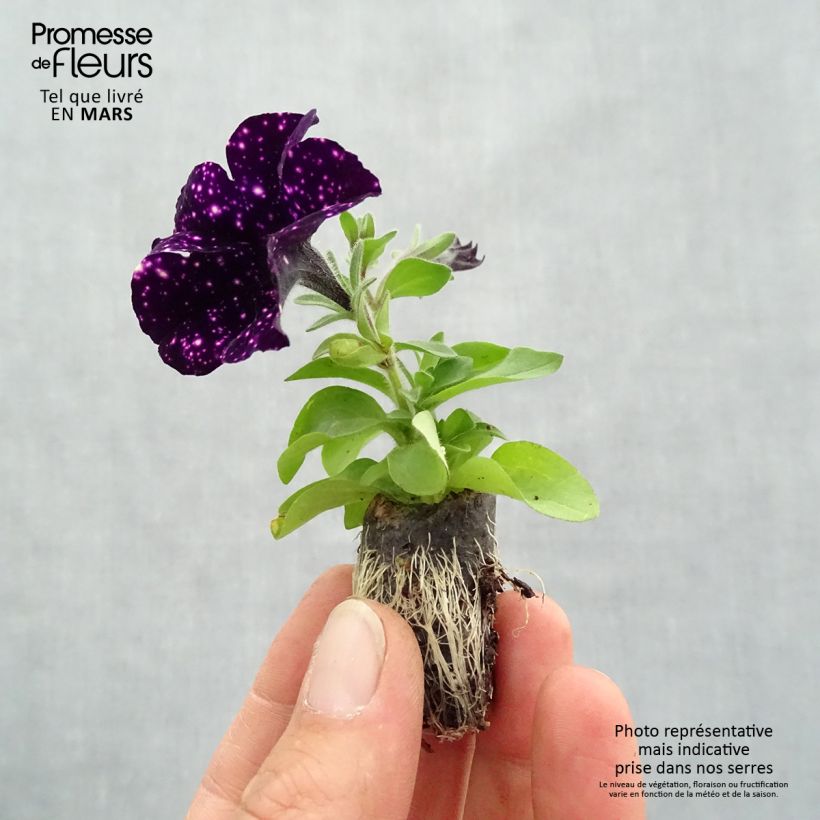 Petunia Mystery Sky minicepellón: Ø 1,5/2,5 cm Ejemplar entregado en la primavera
