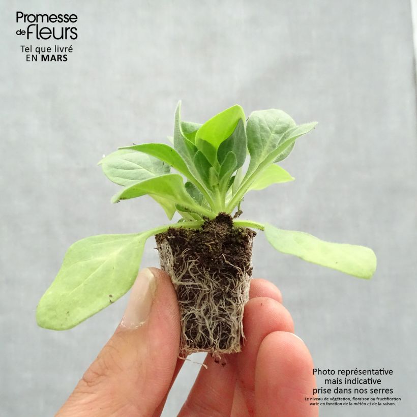 Petunia Parure Mix Bandeja de semillero: cepellón 3,8 cm x 3,2 cm en bandeja de cultivo por 16 Ejemplar entregado en la primavera