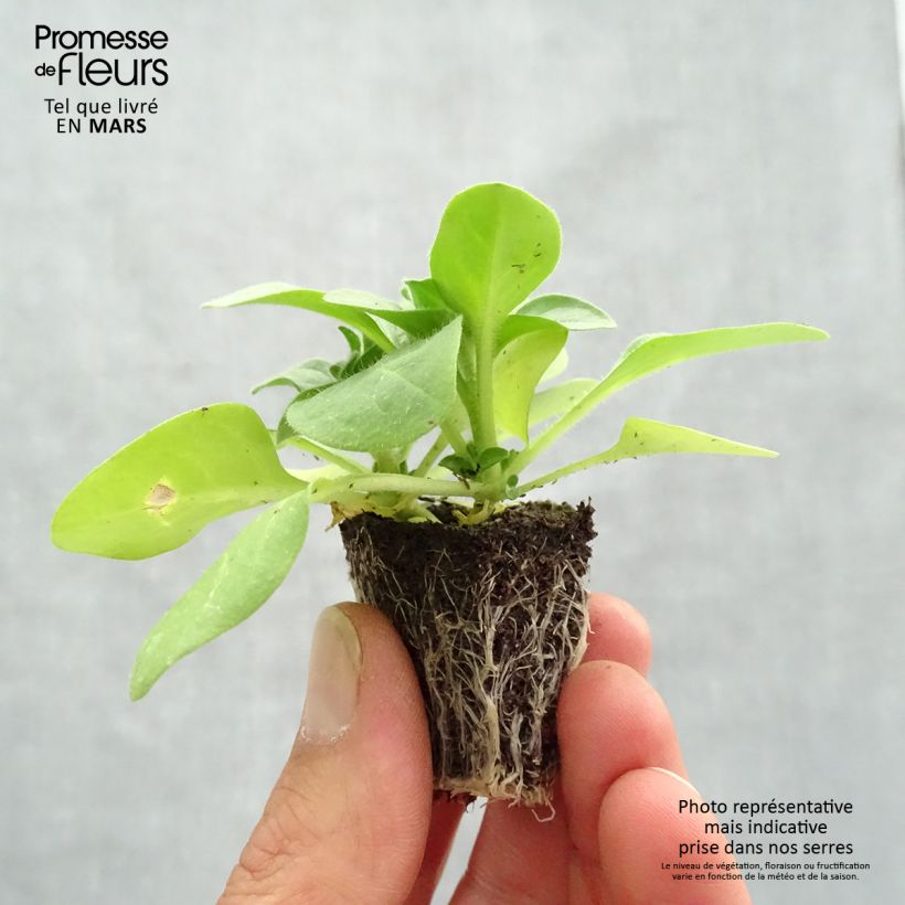 Petunia Pirouette Rose Bandeja de semillero: cepellón 3,8 cm x 3,2 cm en bandeja de cultivo por 16 Ejemplar entregado en la primavera